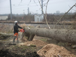 tree cutting process at the stage of clearance