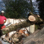 Forest Management & Tree Clearance form regular services for our commercial clients