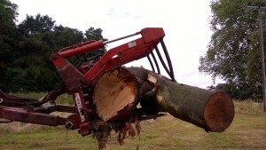 tree cutting & removal